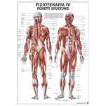 PHYS 4 Fizjoterapia IV: Punkty spustowe