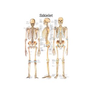 Plansza anatomiczna- plakaty do nauki anatomii